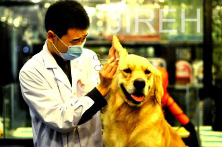 北京潘家园宠物医院